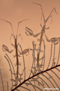 Skeleton Shrimps - Red Eye Monsters Protecting the Young ... by William Loke 